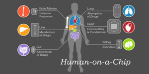 一項大膽的人體研究計劃：器官也能集成到芯片上？